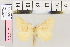  ( - BC DS 0040)  @12 [ ] Copyright (2013) Axel Hausmann/Bavarian State Collection of Zoology (ZSM) SNSB, Zoologische Staatssammlung Muenchen