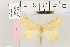  (Crocallis elinguariaAH01 - BC DS 0046)  @12 [ ] Copyright (2013) Axel Hausmann/Bavarian State Collection of Zoology (ZSM) SNSB, Zoologische Staatssammlung Muenchen