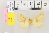 (Crocallis elingomorpha - BC DS 0048)  @12 [ ] Copyright (2013) Axel Hausmann/Bavarian State Collection of Zoology (ZSM) SNSB, Zoologische Staatssammlung Muenchen