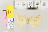  ( - BC DS 0049)  @11 [ ] Copyright (2013) Axel Hausmann/Bavarian State Collection of Zoology (ZSM) SNSB, Zoologische Staatssammlung Muenchen
