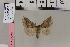  ( - BC DS 0067)  @12 [ ] Copyright (2013) Axel Hausmann/Bavarian State Collection of Zoology (ZSM) SNSB, Zoologische Staatssammlung Muenchen
