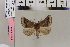  ( - BC DS 0068)  @12 [ ] Copyright (2013) Axel Hausmann/Bavarian State Collection of Zoology (ZSM) SNSB, Zoologische Staatssammlung Muenchen