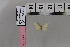  ( - BC DS 0071)  @12 [ ] Copyright (2013) Axel Hausmann/Bavarian State Collection of Zoology (ZSM) SNSB, Zoologische Staatssammlung Muenchen
