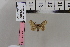  ( - BC DS 0076)  @11 [ ] Copyright (2013) Axel Hausmann/Bavarian State Collection of Zoology (ZSM) SNSB, Zoologische Staatssammlung Muenchen