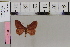  (Brachyglossina culotiAH03 - BC DS 0082)  @12 [ ] Copyright (2013) Axel Hausmann/Bavarian State Collection of Zoology (ZSM) SNSB, Zoologische Staatssammlung Muenchen