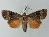  ( - BC ZSM Lep 66932)  @14 [ ] CreativeCommons - Attribution Non-Commercial Share-Alike (2013) Axel Hausmann/Bavarian State Collection of Zoology (ZSM) SNSB, Zoologische Staatssammlung Muenchen