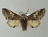  ( - BC ZSM Lep 66934)  @14 [ ] CreativeCommons - Attribution Non-Commercial Share-Alike (2013) Axel Hausmann/Bavarian State Collection of Zoology (ZSM) SNSB, Zoologische Staatssammlung Muenchen