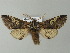  ( - BC ZSM Lep 66935)  @14 [ ] CreativeCommons - Attribution Non-Commercial Share-Alike (2013) Axel Hausmann/Bavarian State Collection of Zoology (ZSM) SNSB, Zoologische Staatssammlung Muenchen