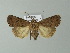  ( - BC ZSM Lep 66943)  @14 [ ] CreativeCommons - Attribution Non-Commercial Share-Alike (2013) Axel Hausmann/Bavarian State Collection of Zoology (ZSM) SNSB, Zoologische Staatssammlung Muenchen