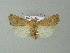  ( - BC ZSM Lep 66947)  @13 [ ] CreativeCommons - Attribution Non-Commercial Share-Alike (2013) Axel Hausmann/Bavarian State Collection of Zoology (ZSM) SNSB, Zoologische Staatssammlung Muenchen