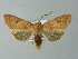  ( - BC ZSM Lep 66966)  @15 [ ] CreativeCommons - Attribution Non-Commercial Share-Alike (2013) Axel Hausmann/Bavarian State Collection of Zoology (ZSM) SNSB, Zoologische Staatssammlung Muenchen