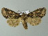  ( - BC ZSM Lep 66983)  @13 [ ] CreativeCommons - Attribution Non-Commercial Share-Alike (2013) Axel Hausmann/Bavarian State Collection of Zoology (ZSM) SNSB, Zoologische Staatssammlung Muenchen
