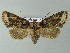  ( - BC ZSM Lep 66984)  @14 [ ] CreativeCommons - Attribution Non-Commercial Share-Alike (2013) Axel Hausmann/Bavarian State Collection of Zoology (ZSM) SNSB, Zoologische Staatssammlung Muenchen