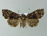  (Mniotype satura - BC ZSM Lep 66988)  @15 [ ] CreativeCommons - Attribution Non-Commercial Share-Alike (2013) Axel Hausmann/Bavarian State Collection of Zoology (ZSM) SNSB, Zoologische Staatssammlung Muenchen