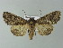  ( - BC ZSM Lep 67015)  @14 [ ] CreativeCommons - Attribution Non-Commercial Share-Alike (2013) Axel Hausmann/Bavarian State Collection of Zoology (ZSM) SNSB, Zoologische Staatssammlung Muenchen