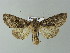  ( - BC ZSM Lep 67016)  @13 [ ] CreativeCommons - Attribution Non-Commercial Share-Alike (2013) Axel Hausmann/Bavarian State Collection of Zoology (ZSM) SNSB, Zoologische Staatssammlung Muenchen