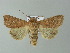  ( - BC ZSM Lep 67020)  @15 [ ] CreativeCommons - Attribution Non-Commercial Share-Alike (2013) Axel Hausmann/Bavarian State Collection of Zoology (ZSM) SNSB, Zoologische Staatssammlung Muenchen