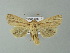  ( - BC ZSM Lep 67021)  @13 [ ] CreativeCommons - Attribution Non-Commercial Share-Alike (2013) Axel Hausmann/Bavarian State Collection of Zoology (ZSM) SNSB, Zoologische Staatssammlung Muenchen
