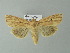  ( - BC ZSM Lep 67022)  @14 [ ] CreativeCommons - Attribution Non-Commercial Share-Alike (2013) Axel Hausmann/Bavarian State Collection of Zoology (ZSM) SNSB, Zoologische Staatssammlung Muenchen