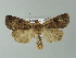  ( - BC ZSM Lep 67032)  @13 [ ] CreativeCommons - Attribution Non-Commercial Share-Alike (2013) Axel Hausmann/Bavarian State Collection of Zoology (ZSM) SNSB, Zoologische Staatssammlung Muenchen