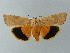  ( - BC ZSM Lep 67037)  @14 [ ] CreativeCommons - Attribution Non-Commercial Share-Alike (2013) Axel Hausmann/Bavarian State Collection of Zoology (ZSM) SNSB, Zoologische Staatssammlung Muenchen