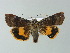  ( - BC ZSM Lep 67038)  @14 [ ] CreativeCommons - Attribution Non-Commercial Share-Alike (2013) Axel Hausmann/Bavarian State Collection of Zoology (ZSM) SNSB, Zoologische Staatssammlung Muenchen