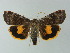 ( - BC ZSM Lep 67039)  @14 [ ] CreativeCommons - Attribution Non-Commercial Share-Alike (2013) Axel Hausmann/Bavarian State Collection of Zoology (ZSM) SNSB, Zoologische Staatssammlung Muenchen