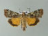  ( - BC ZSM Lep 67042)  @14 [ ] CreativeCommons - Attribution Non-Commercial Share-Alike (2013) Axel Hausmann/Bavarian State Collection of Zoology (ZSM) SNSB, Zoologische Staatssammlung Muenchen
