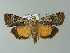  ( - BC ZSM Lep 67043)  @14 [ ] CreativeCommons - Attribution Non-Commercial Share-Alike (2013) Axel Hausmann/Bavarian State Collection of Zoology (ZSM) SNSB, Zoologische Staatssammlung Muenchen