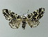  ( - BC ZSM Lep 67053)  @13 [ ] CreativeCommons - Attribution Non-Commercial Share-Alike (2013) Axel Hausmann/Bavarian State Collection of Zoology (ZSM) SNSB, Zoologische Staatssammlung Muenchen