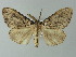  ( - BC ZSM Lep 67055)  @14 [ ] CreativeCommons - Attribution Non-Commercial Share-Alike (2013) Axel Hausmann/Bavarian State Collection of Zoology (ZSM) SNSB, Zoologische Staatssammlung Muenchen