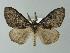  ( - BC ZSM Lep 67056)  @14 [ ] CreativeCommons - Attribution Non-Commercial Share-Alike (2013) Axel Hausmann/Bavarian State Collection of Zoology (ZSM) SNSB, Zoologische Staatssammlung Muenchen