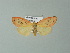  ( - BC ZSM Lep 67069)  @13 [ ] CreativeCommons - Attribution Non-Commercial Share-Alike (2013) Axel Hausmann/Bavarian State Collection of Zoology (ZSM) SNSB, Zoologische Staatssammlung Muenchen