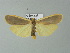  ( - BC ZSM Lep 67080)  @14 [ ] CreativeCommons - Attribution Non-Commercial Share-Alike (2013) Axel Hausmann/Bavarian State Collection of Zoology (ZSM) SNSB, Zoologische Staatssammlung Muenchen