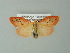  (Miltochrista miniata - BC ZSM Lep 67114)  @14 [ ] CreativeCommons - Attribution Non-Commercial Share-Alike (2013) Axel Hausmann/Bavarian State Collection of Zoology (ZSM) SNSB, Zoologische Staatssammlung Muenchen