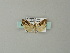  ( - BC ZSM Lep 67221)  @13 [ ] CreativeCommons - Attribution Non-Commercial Share-Alike (2013) Axel Hausmann/Bavarian State Collection of Zoology (ZSM) SNSB, Zoologische Staatssammlung Muenchen