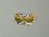  ( - BC ZSM Lep 67223)  @12 [ ] CreativeCommons - Attribution Non-Commercial Share-Alike (2013) Axel Hausmann/Bavarian State Collection of Zoology (ZSM) SNSB, Zoologische Staatssammlung Muenchen