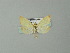  ( - BC ZSM Lep 67226)  @13 [ ] CreativeCommons - Attribution Non-Commercial Share-Alike (2013) Axel Hausmann/Bavarian State Collection of Zoology (ZSM) SNSB, Zoologische Staatssammlung Muenchen