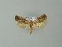  ( - BC ZSM Lep 67227)  @12 [ ] CreativeCommons - Attribution Non-Commercial Share-Alike (2013) Axel Hausmann/Bavarian State Collection of Zoology (ZSM) SNSB, Zoologische Staatssammlung Muenchen