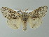  ( - BC ZSM Lep 67231)  @14 [ ] CreativeCommons - Attribution Non-Commercial Share-Alike (2013) Axel Hausmann/Bavarian State Collection of Zoology (ZSM) SNSB, Zoologische Staatssammlung Muenchen