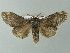  ( - BC ZSM Lep 67233)  @11 [ ] CreativeCommons - Attribution Non-Commercial Share-Alike (2013) Axel Hausmann/Bavarian State Collection of Zoology (ZSM) SNSB, Zoologische Staatssammlung Muenchen
