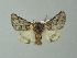  ( - BC ZSM Lep 67236)  @13 [ ] CreativeCommons - Attribution Non-Commercial Share-Alike (2013) Axel Hausmann/Bavarian State Collection of Zoology (ZSM) SNSB, Zoologische Staatssammlung Muenchen