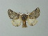  ( - BC ZSM Lep 67237)  @12 [ ] CreativeCommons - Attribution Non-Commercial Share-Alike (2013) Axel Hausmann/Bavarian State Collection of Zoology (ZSM) SNSB, Zoologische Staatssammlung Muenchen