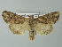  ( - BC ZSM Lep 67244)  @13 [ ] CreativeCommons - Attribution Non-Commercial Share-Alike (2013) Axel Hausmann/Bavarian State Collection of Zoology (ZSM) SNSB, Zoologische Staatssammlung Muenchen