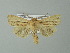  ( - BC ZSM Lep 67260)  @13 [ ] CreativeCommons - Attribution Non-Commercial Share-Alike (2013) Axel Hausmann/Bavarian State Collection of Zoology (ZSM) SNSB, Zoologische Staatssammlung Muenchen