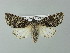  ( - BC ZSM Lep 67267)  @14 [ ] CreativeCommons - Attribution Non-Commercial Share-Alike (2013) Axel Hausmann/Bavarian State Collection of Zoology (ZSM) SNSB, Zoologische Staatssammlung Muenchen