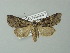  ( - BC ZSM Lep 67272)  @11 [ ] CreativeCommons - Attribution Non-Commercial Share-Alike (2013) Axel Hausmann/Bavarian State Collection of Zoology (ZSM) SNSB, Zoologische Staatssammlung Muenchen