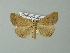  ( - BC ZSM Lep 67274)  @11 [ ] CreativeCommons - Attribution Non-Commercial Share-Alike (2013) Axel Hausmann/Bavarian State Collection of Zoology (ZSM) SNSB, Zoologische Staatssammlung Muenchen