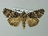  ( - BC ZSM Lep 67284)  @11 [ ] CreativeCommons - Attribution Non-Commercial Share-Alike (2013) Axel Hausmann/Bavarian State Collection of Zoology (ZSM) SNSB, Zoologische Staatssammlung Muenchen