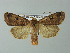  ( - BC ZSM Lep 67287)  @13 [ ] CreativeCommons - Attribution Non-Commercial Share-Alike (2013) Axel Hausmann/Bavarian State Collection of Zoology (ZSM) SNSB, Zoologische Staatssammlung Muenchen
